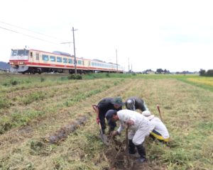 サツマイモ掘り