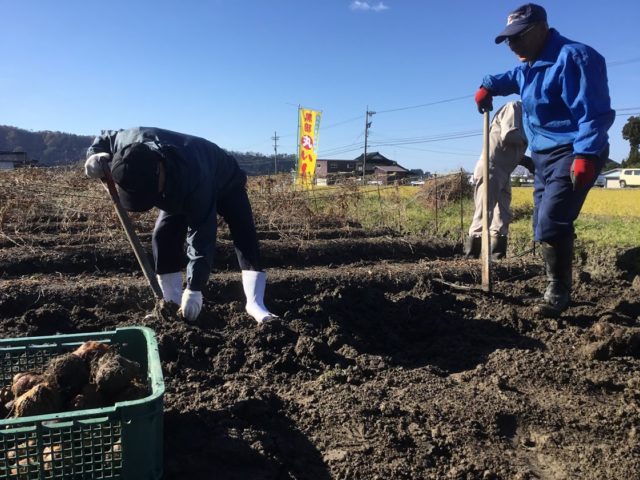 丸いも収穫