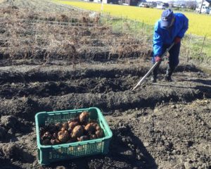 髭のような根をまとう