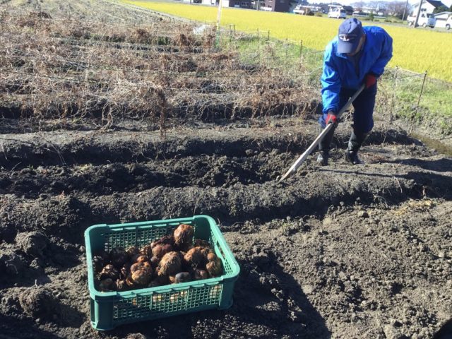 髭のような根をまとう