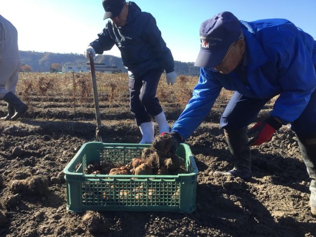 丸いも収穫・かご入れ