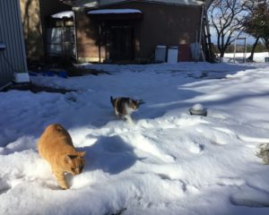 前沢地区の雪