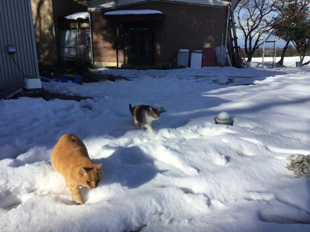 里山の雪(前沢地域)