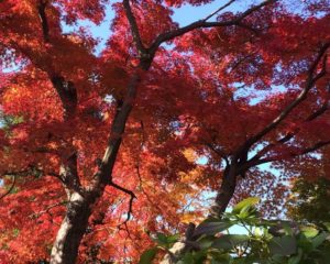 お庭の紅葉