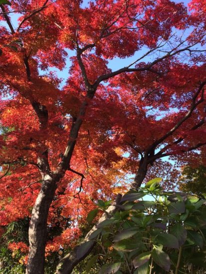 お庭の紅葉