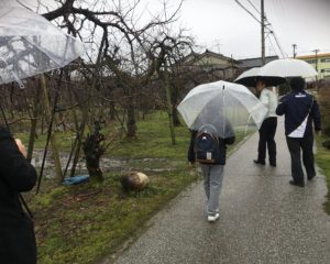 魚津の果樹園を見学