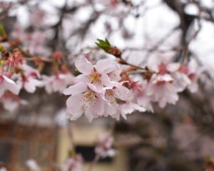 西徳寺の四季桜