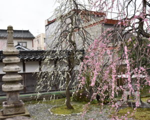 西徳寺のしだれ桜