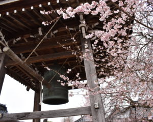 西徳寺の四季桜と梵鐘