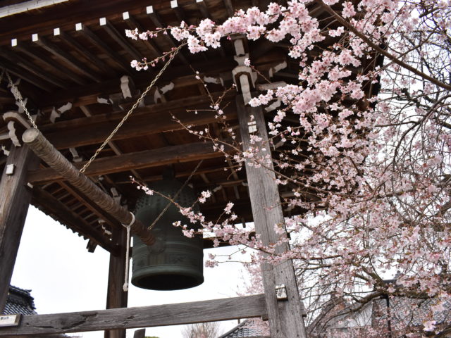 西徳寺の四季桜と梵鐘