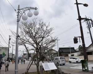 景勝桜