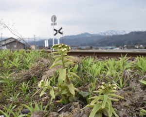 線路沿いのフキや甘草