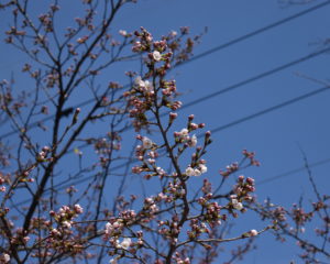 4月1日朝は晴天