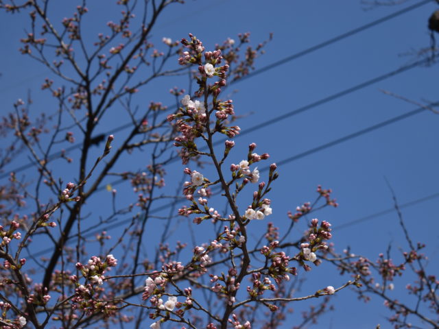 4月1日朝は晴天