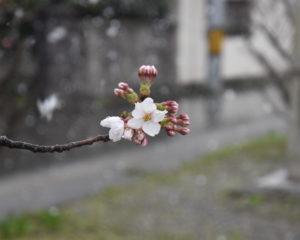 4月2日午前は雪