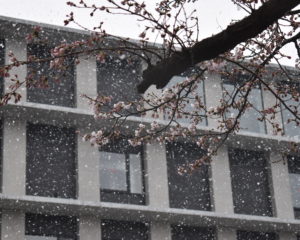 庁舎をバックにすると雪もわかります