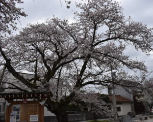 百年桜