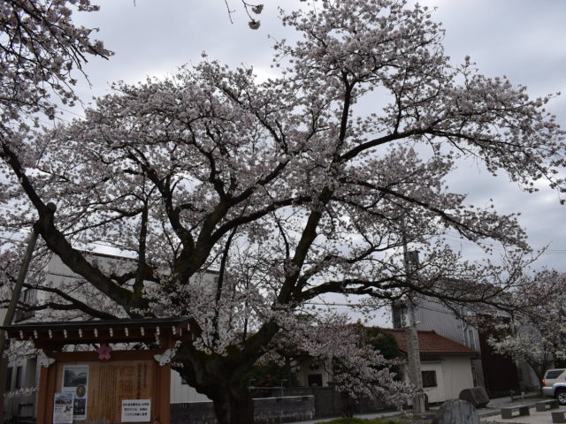 百年桜