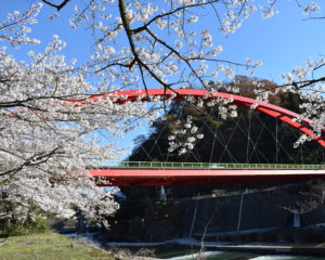 愛本橋と桜