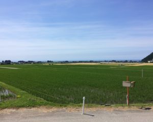 田園風景の向こうは富山湾