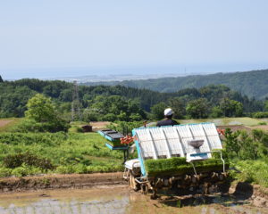 福平開拓の田植え