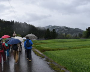 麦畑の中を歩く