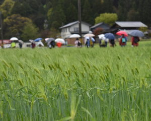 麦の穂の水滴もきれい