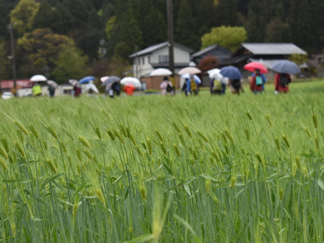 麦の穂の水滴もきれい