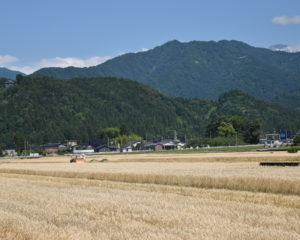 大麦と新緑の山