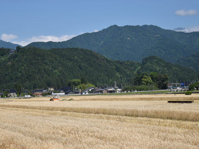 大麦と新緑の山