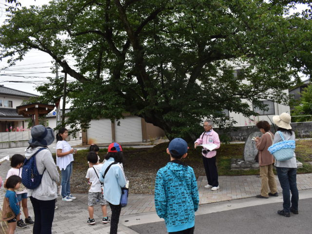 百年桜