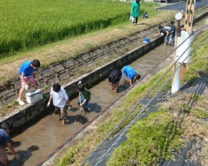 みんな用水路で捕まえます