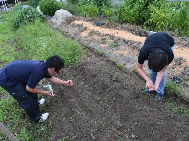 種まき中