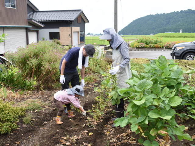 根っこから大豆を抜きます♪