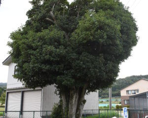 ギンモクセイの大木
