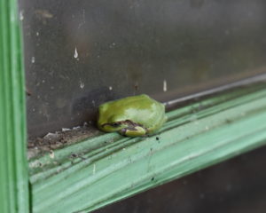 緑の駅舎栃屋の緑のカエル