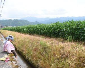 大豆畑と用水