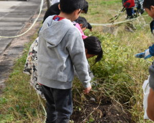 落花生掘り