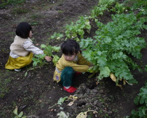 終了後はお土産の大根収穫♪