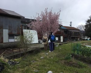 途中で見つけるきれいな桜