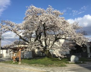 御年113歳の百年桜（ソメイヨシノ）