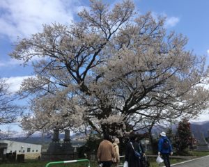 愛称は御旅屋桜(エドヒガンザクラ)