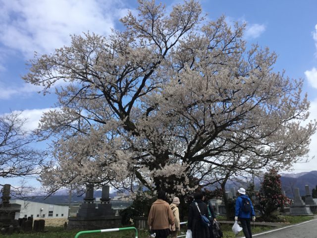 愛称は御旅屋桜(エドヒガンザクラ)