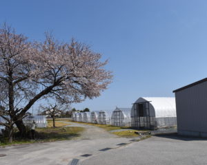 桜も咲いてほっこり