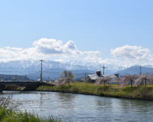 立山連峰と桜