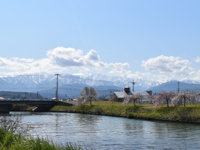 立山連峰と桜