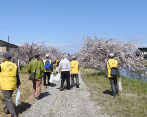 みんなで桜を楽しみます