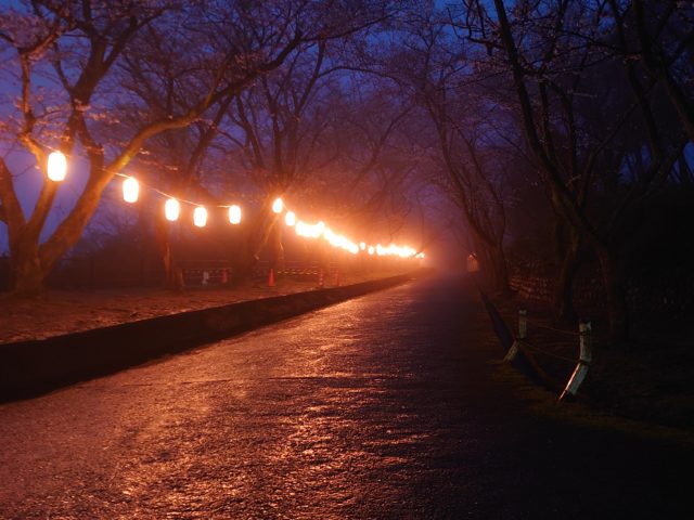 夜雨が幻想的でした