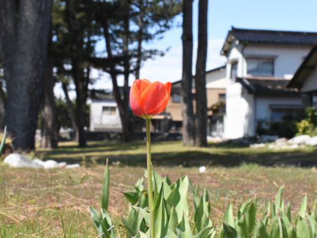 一輪咲き