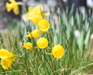 この花は何だったのだろう？